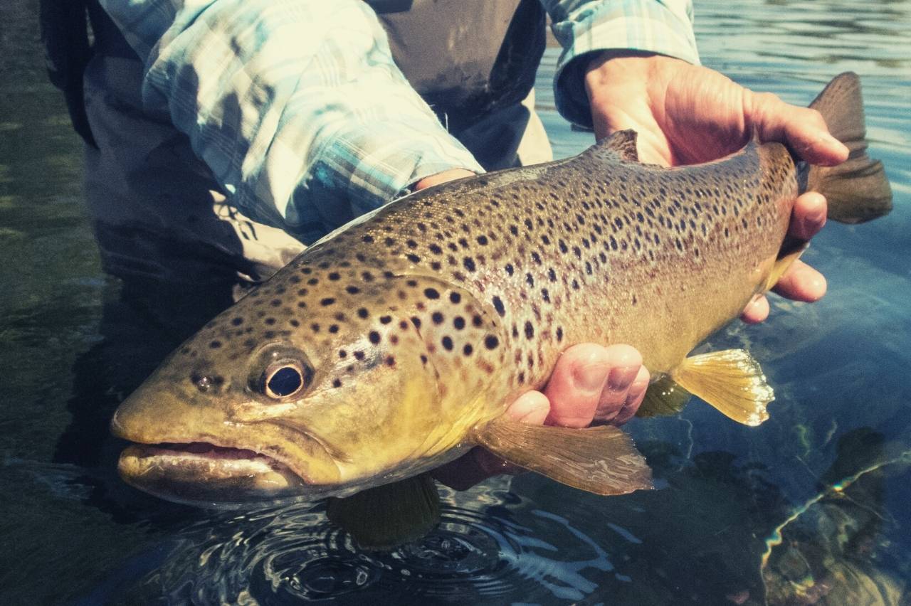 Private fly fishing venue in Scotland at Wormit Trout Fishery