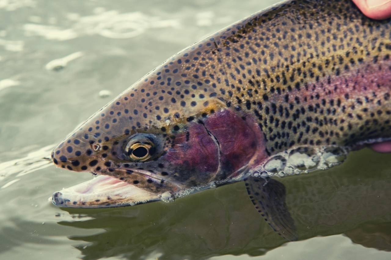 Fly fishing experience days near St Andrews