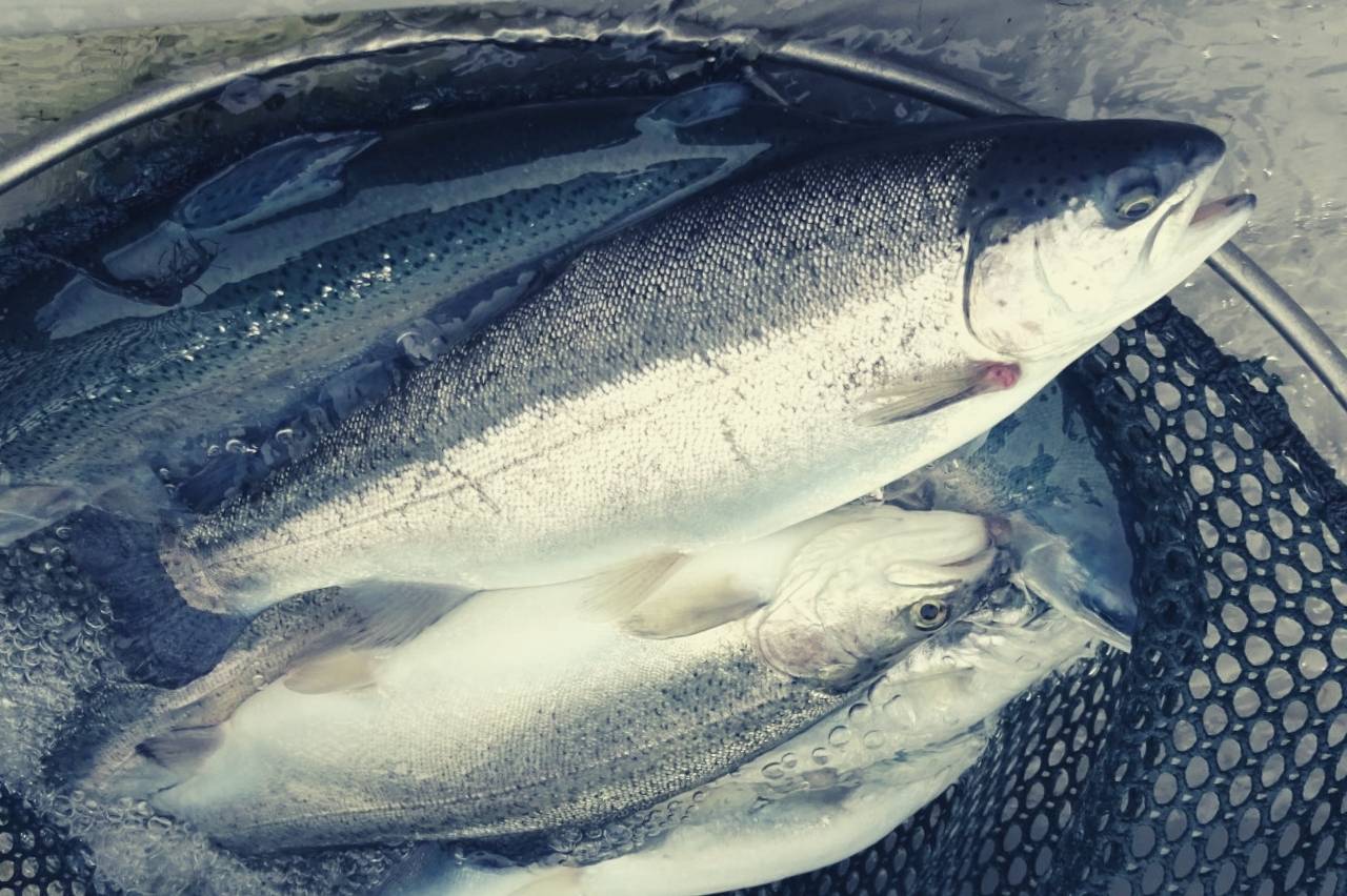 Private fly fishing venue in Scotland at Wormit Trout Fishery