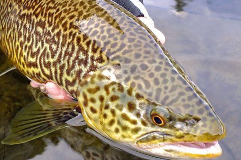Exclusive fly fishing for groups and clubs in Scotland