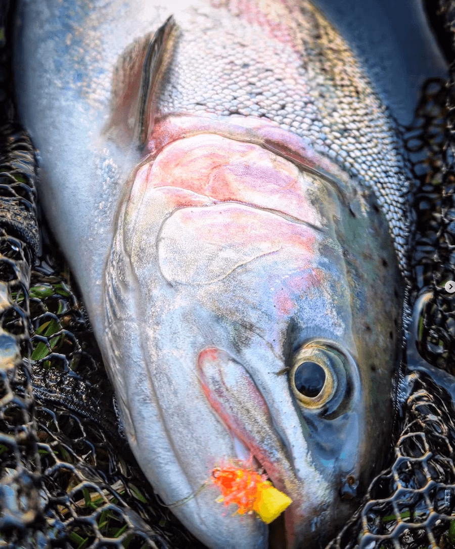 Fly Fishing for Hard Fighting Trout near Dundee - Wormit Trout Fishery