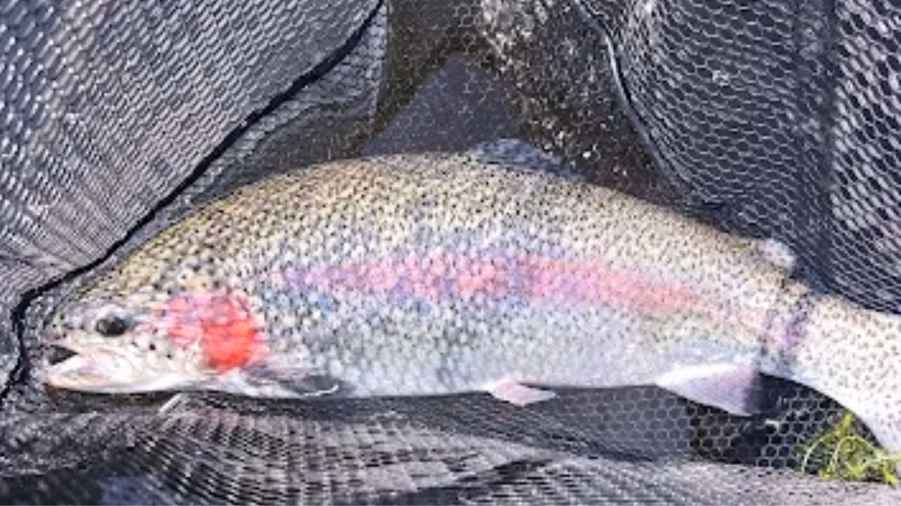 Big Fish Fishing at Wormit Trout Fishery Near Dundee, Scotland