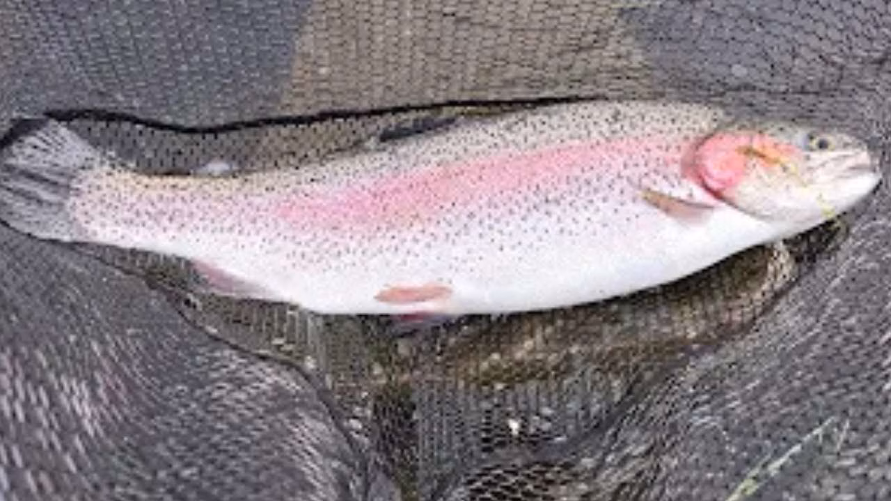 Big Fish Being Caught Fly Fishing at Wormit Trout Fishery Near Dundee, Scotland