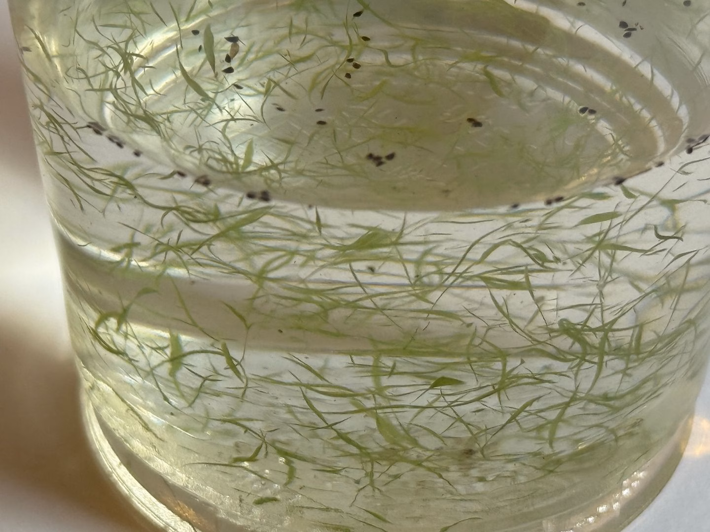 Weed Analysis at Wormit Trout Fishery in June 2025