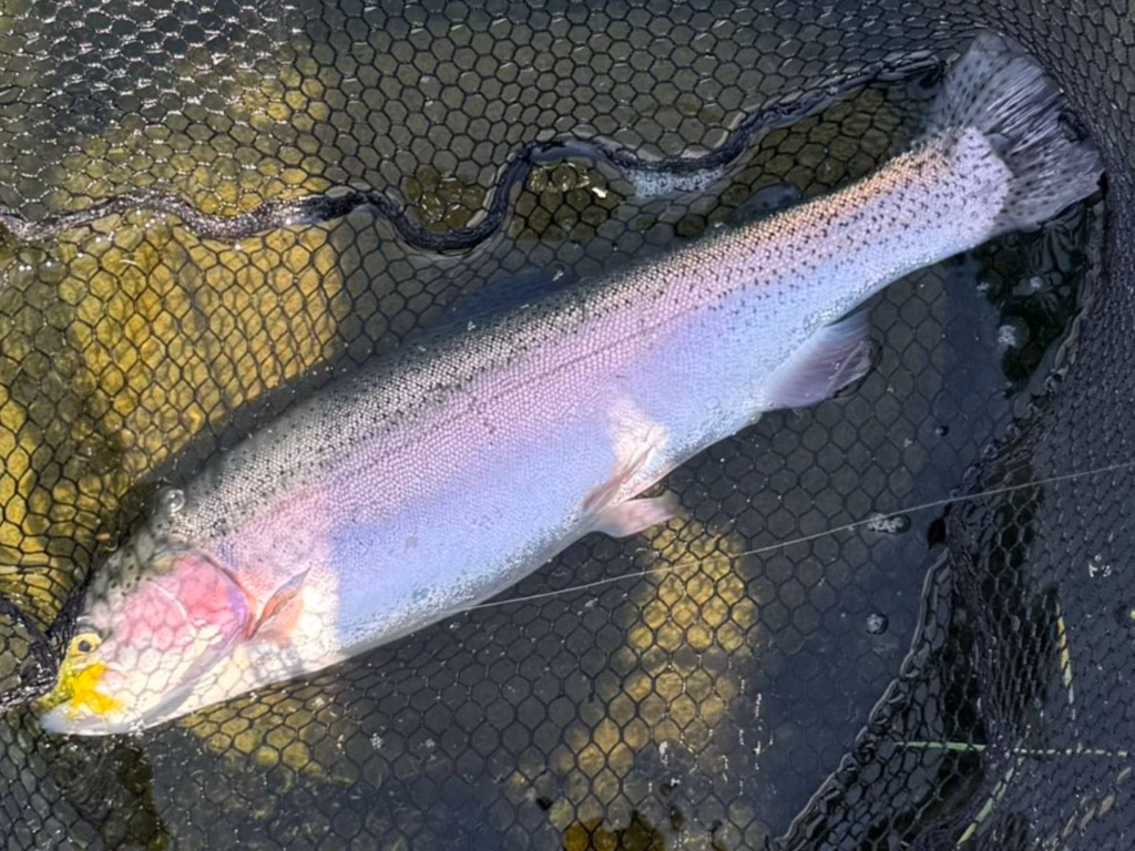 A Wormit Fishery Trout