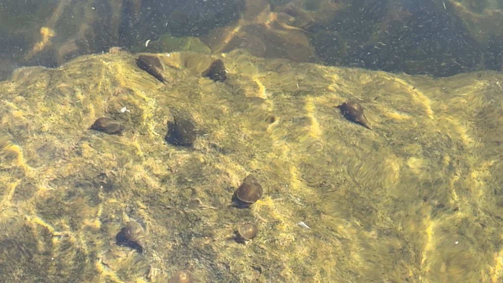 Snails Breeding at Wormit Trout Fishery
