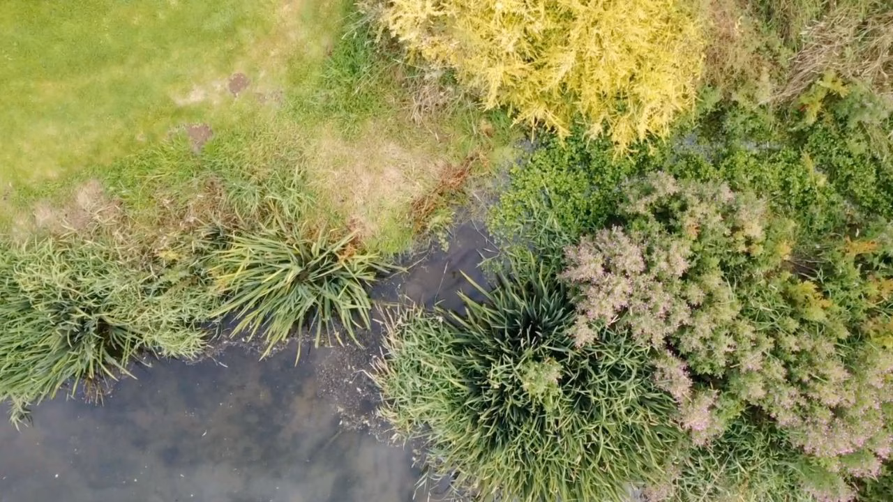 Overhead shot of a Trout Feeding at Wormit Trout Fishery near Dundee