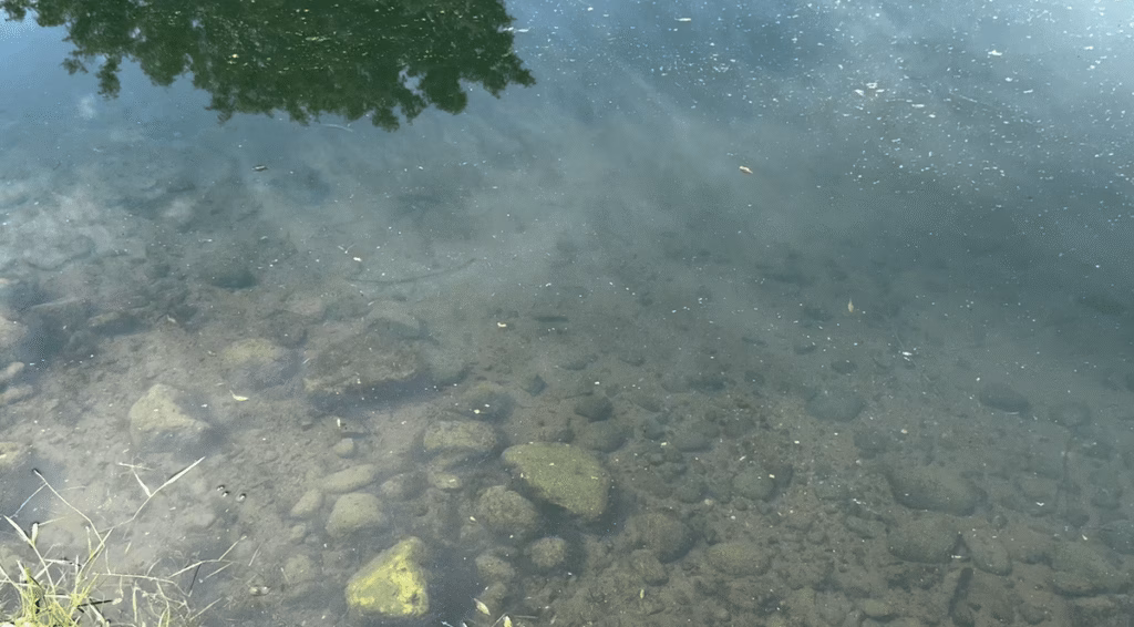 Fish Feeding at Wormit Trout Fishery only minutes from Dundee
