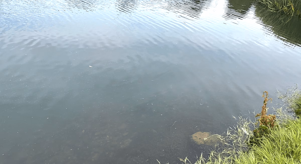 Crystal Clear Water and Fish at Wormit Trout Fishery only minutes from Dundee