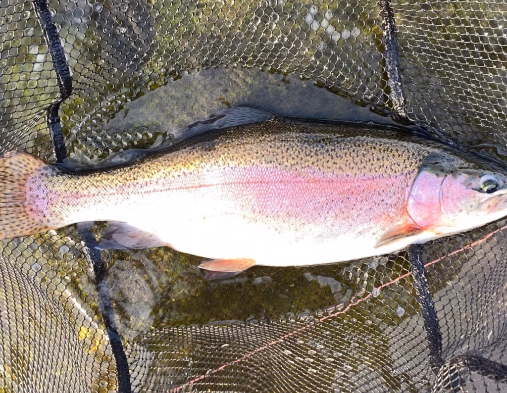 Wormity Trout fishery near dundee - anglers images3