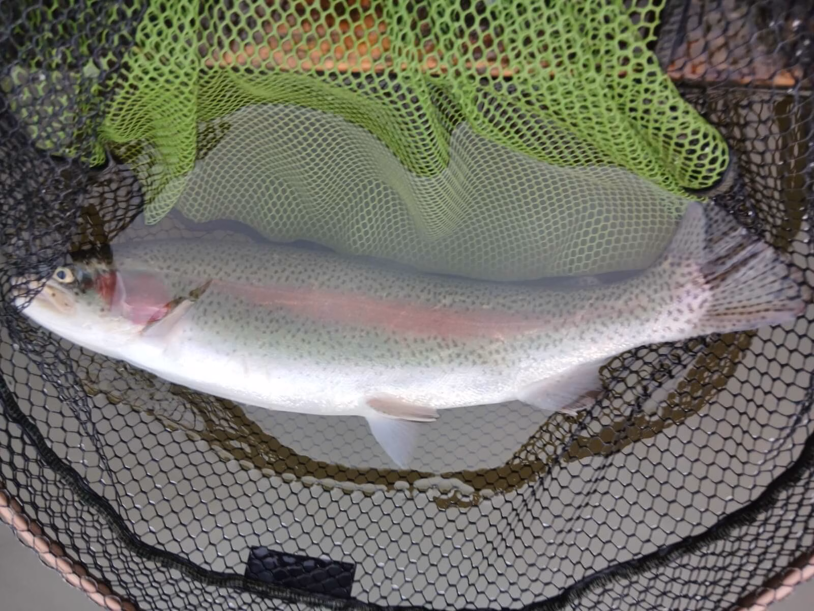 a Wormit Fishery Rainbow Trout Estimated at 6lb